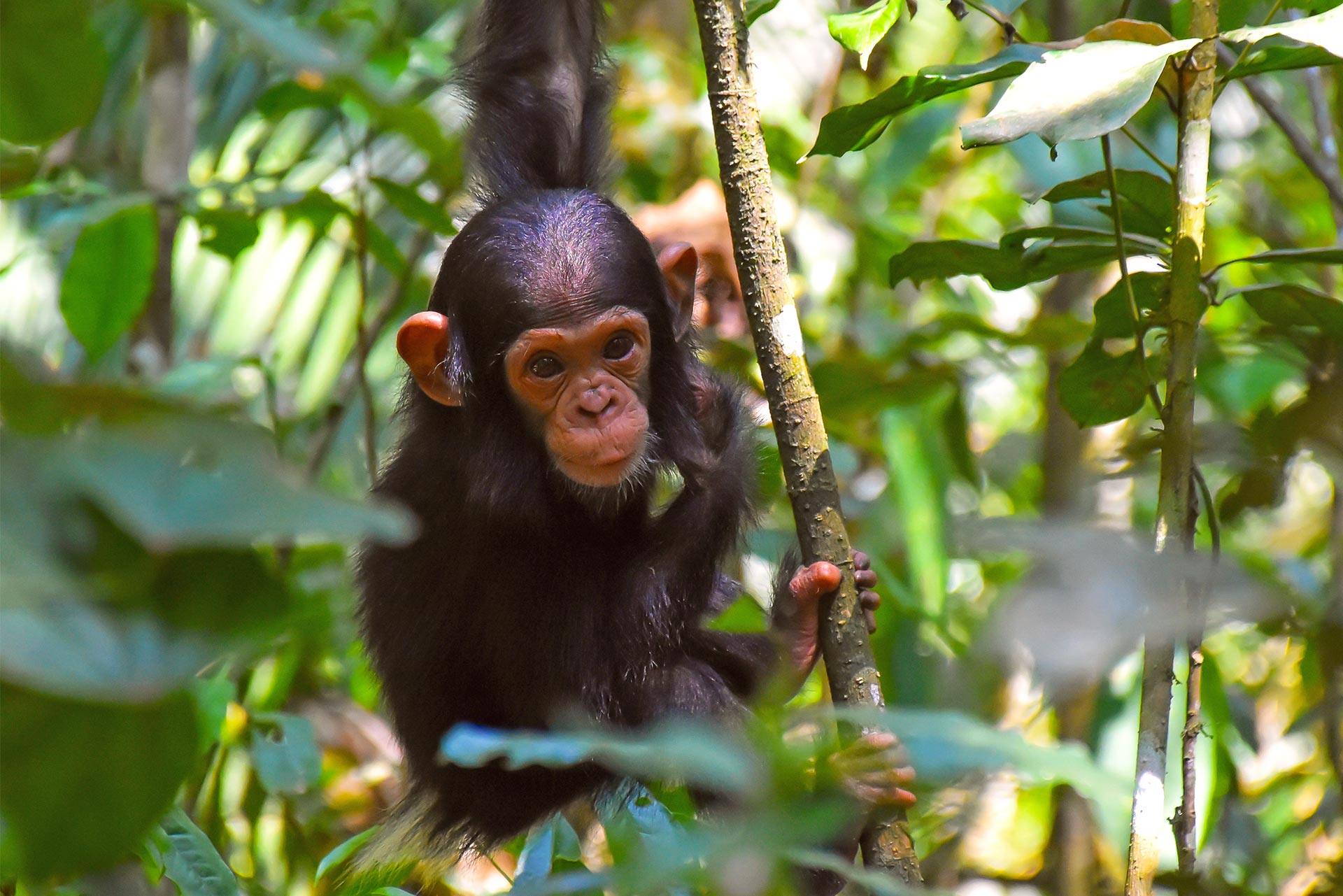 Circuit de grup - Explore Uganda & Rwanda, 11 zile - august 2026 - cu Octavian Buzdugan