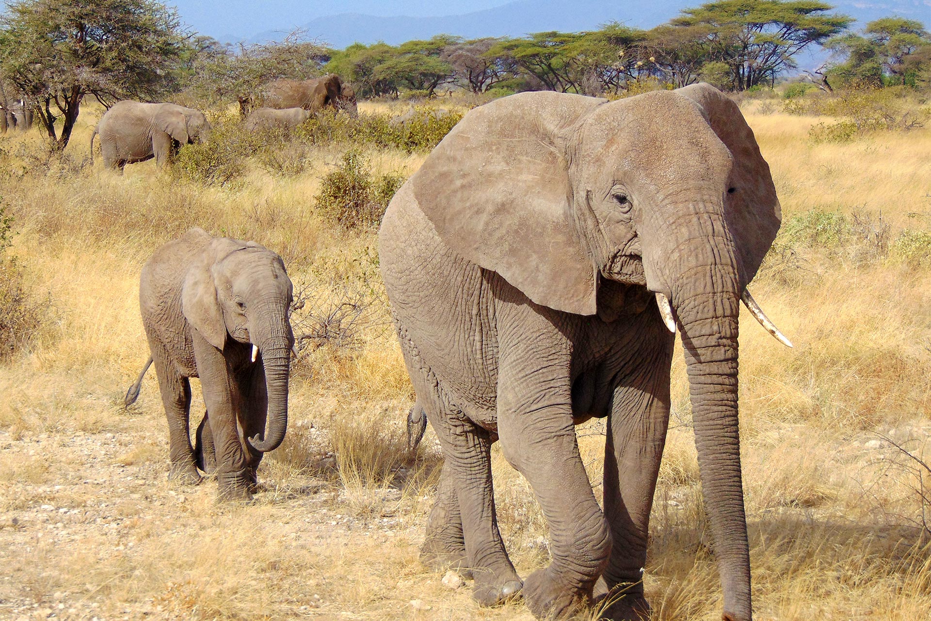 Big Five in Kenya