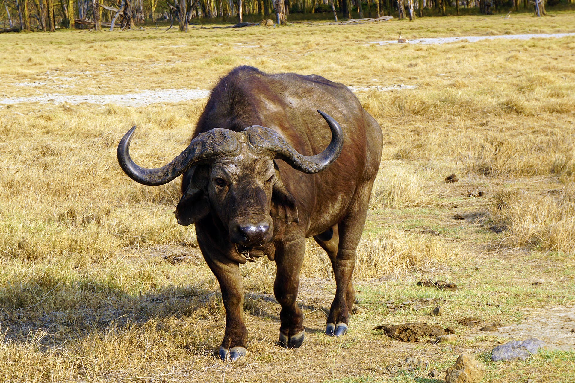 Big Five in Kenya
