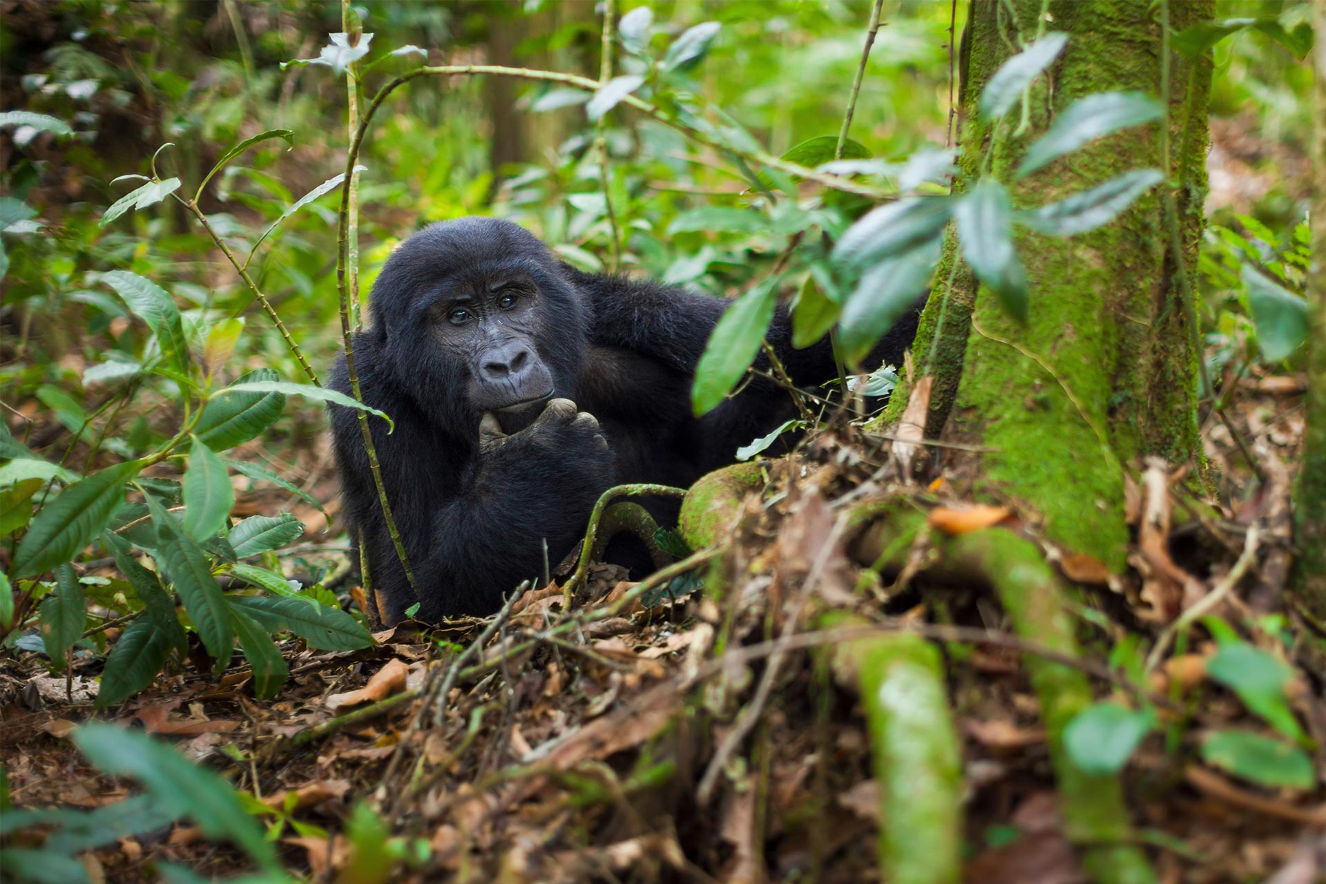 Gorilla trekking in Rwanda & plaja Zanzibar