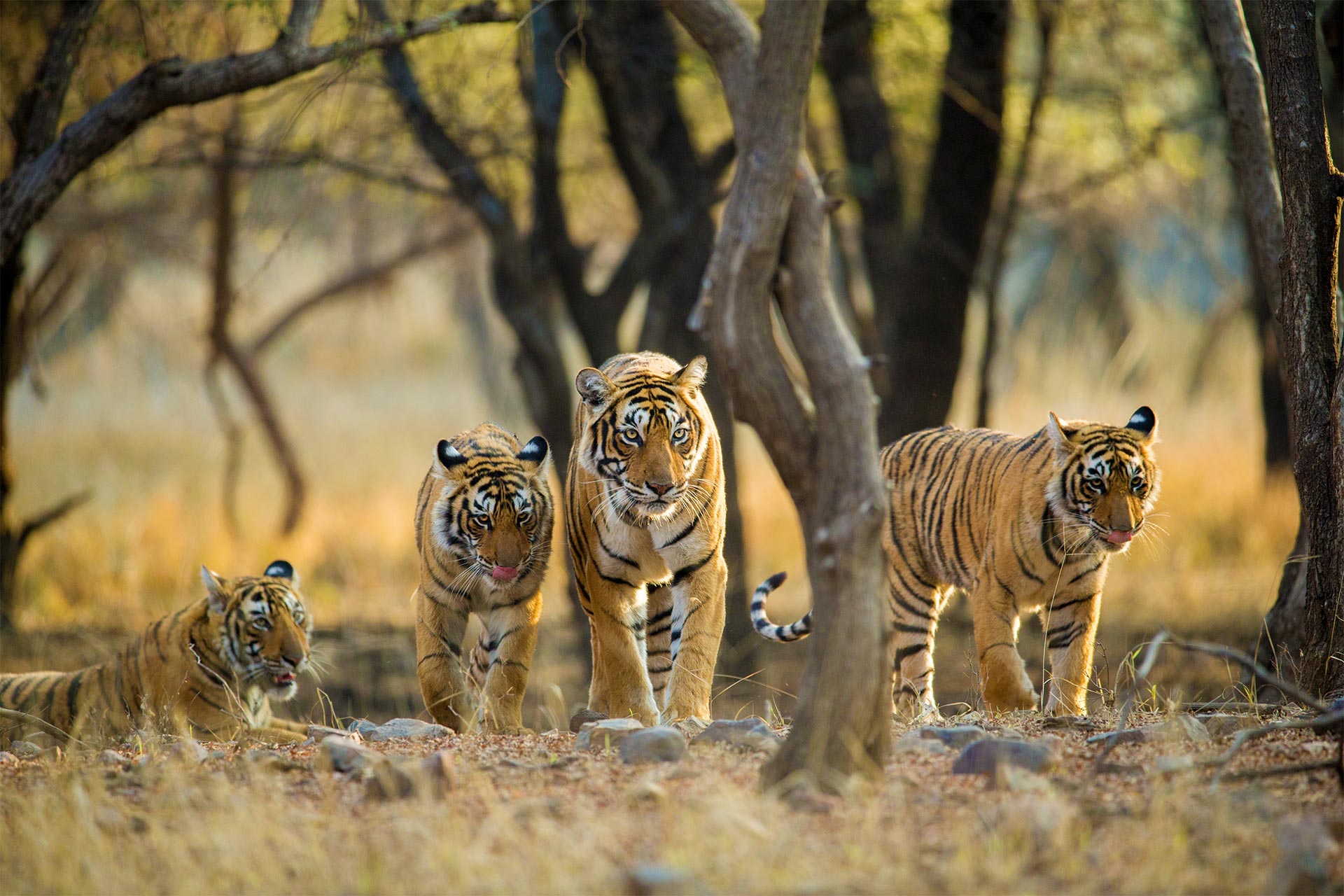 The Indian Splendour