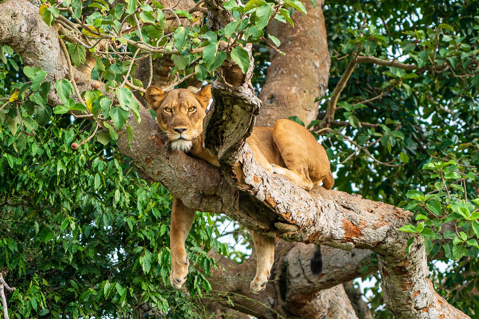 Discover Uganda & Rwanda