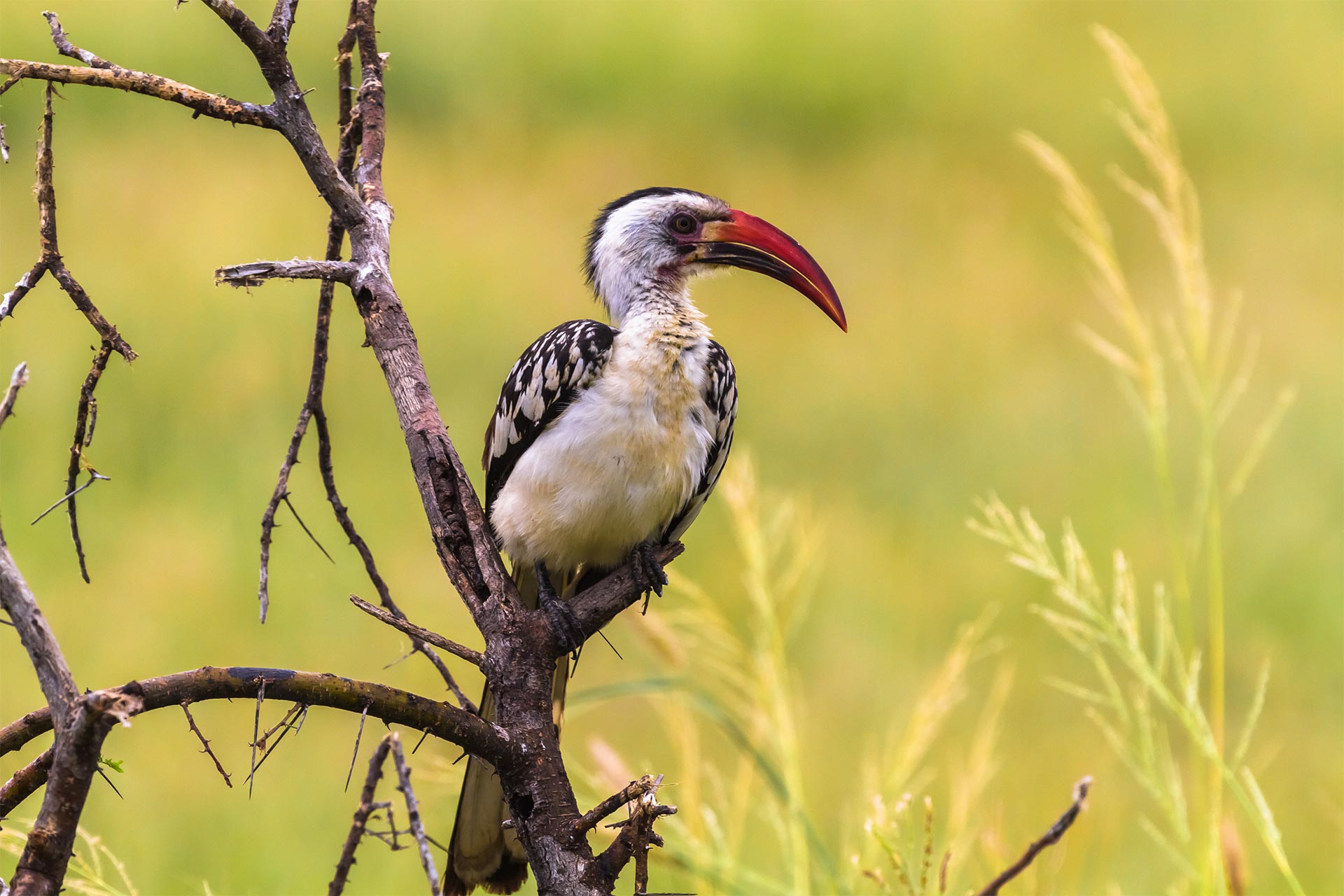 Share a Trip - Safari Tanzania & sejur Zanzibar