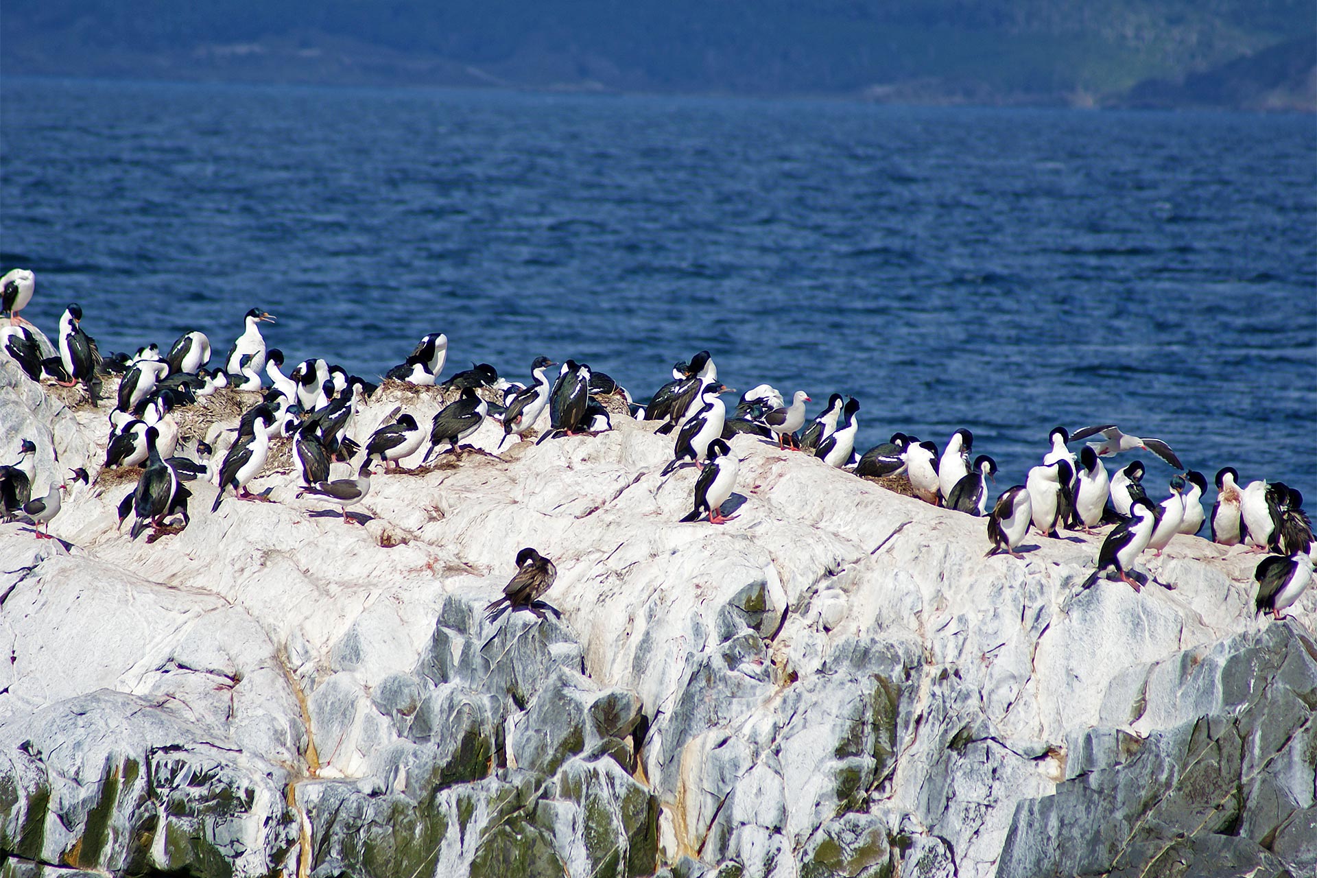 Grup Highlights Patagonia - ianuarie 2027 - cu Monica Simion