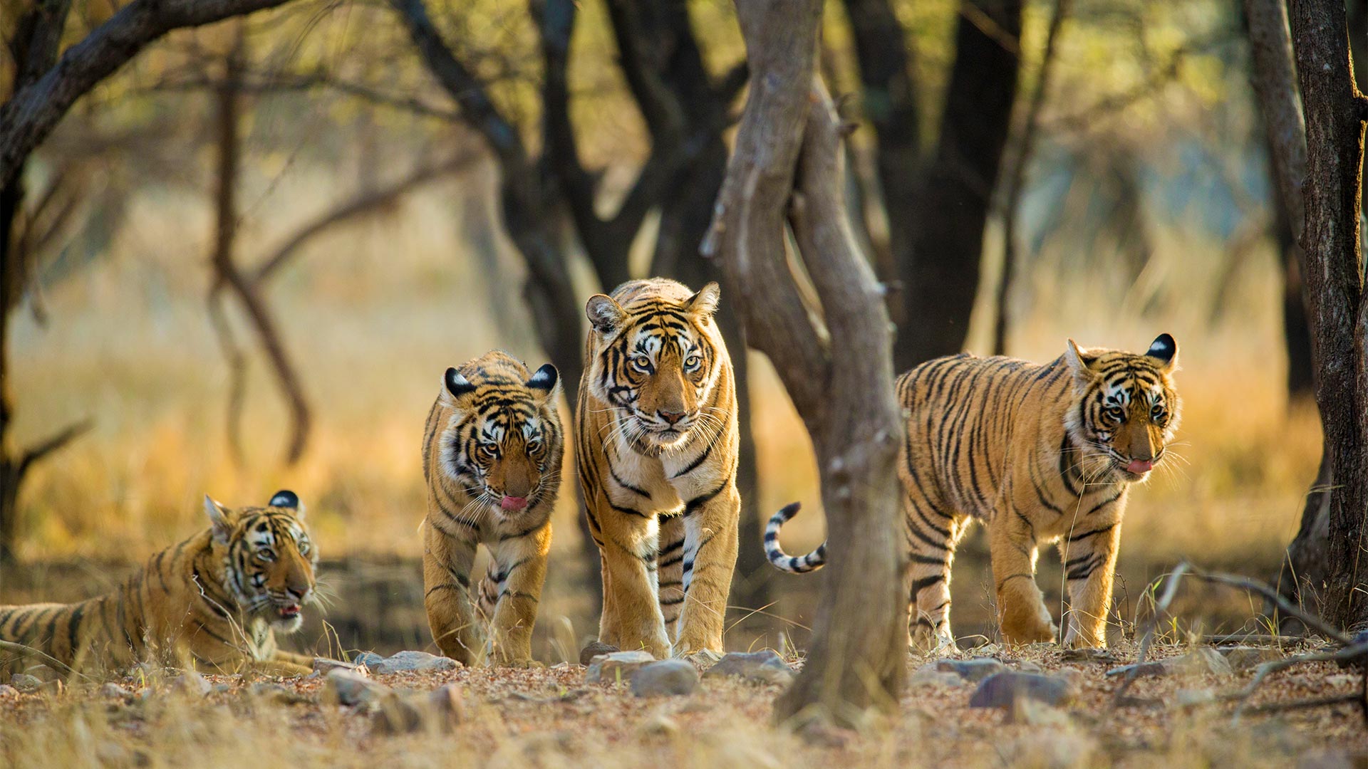 The Indian Splendour