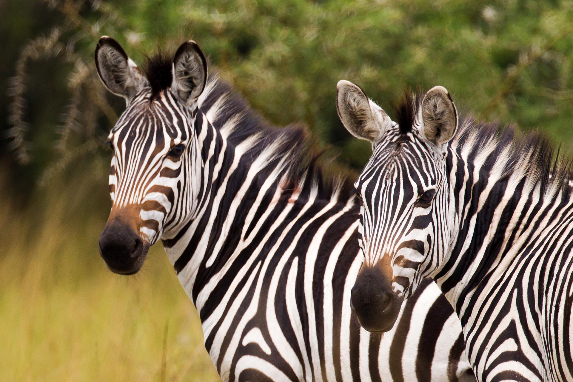 Great East Africa - Uganda, Kenya & Tanzania