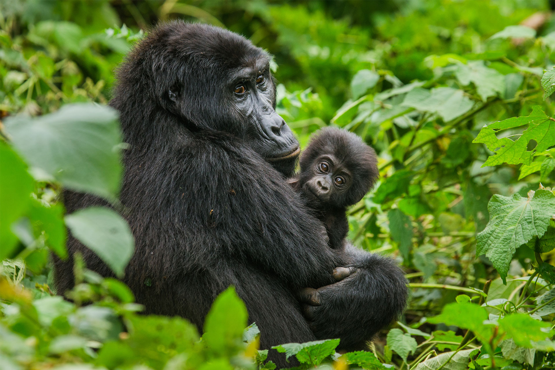 Grup Adventure Uganda & Rwanda, 11 zile - august 2027 - cu Iulian Aruxandei