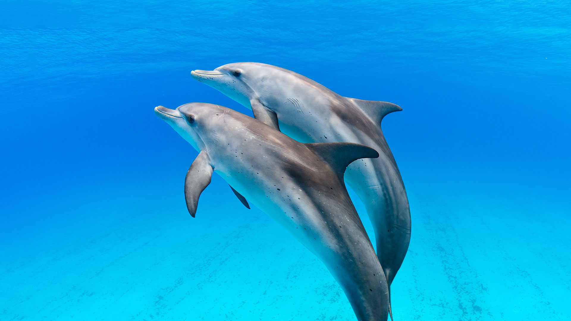 Valentine's day - Sejur Miami & Croaziera Caraibe, Legend of the Seas, 12 zile, februarie 2027