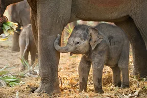 Family Fun in Thailand