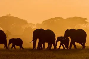 Share a Trip Charter Kenya - Safari Tsavo & Diani Beach, 9 zile, martie