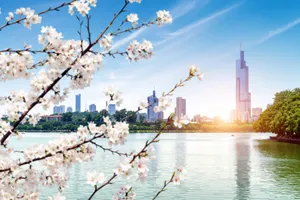 Grup China - Festivalul pomilor infloriti, 15 zile -  martie 2027