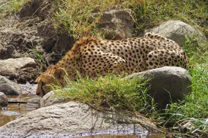 Share a Trip Tanzania - Charter Zanzibar & safari Saadani, 9 zile - ianuarie 2027