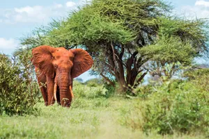 Share a Trip Charter Kenya - Safari Tsavo & Diani Beach, 9 zile, ianuarie