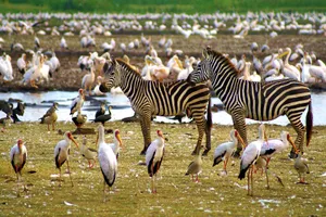 Share a Trip Tanzania - Plaja Zanzibar & safari Saadani, 10 zile - 03 Ianuarie 2027