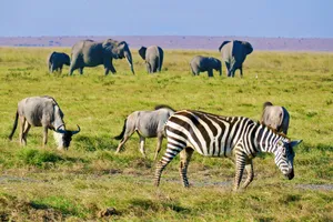 Sejur plaja Malindi si safari Tsavo Est, Kenya, 9 zile - septembrie 2026