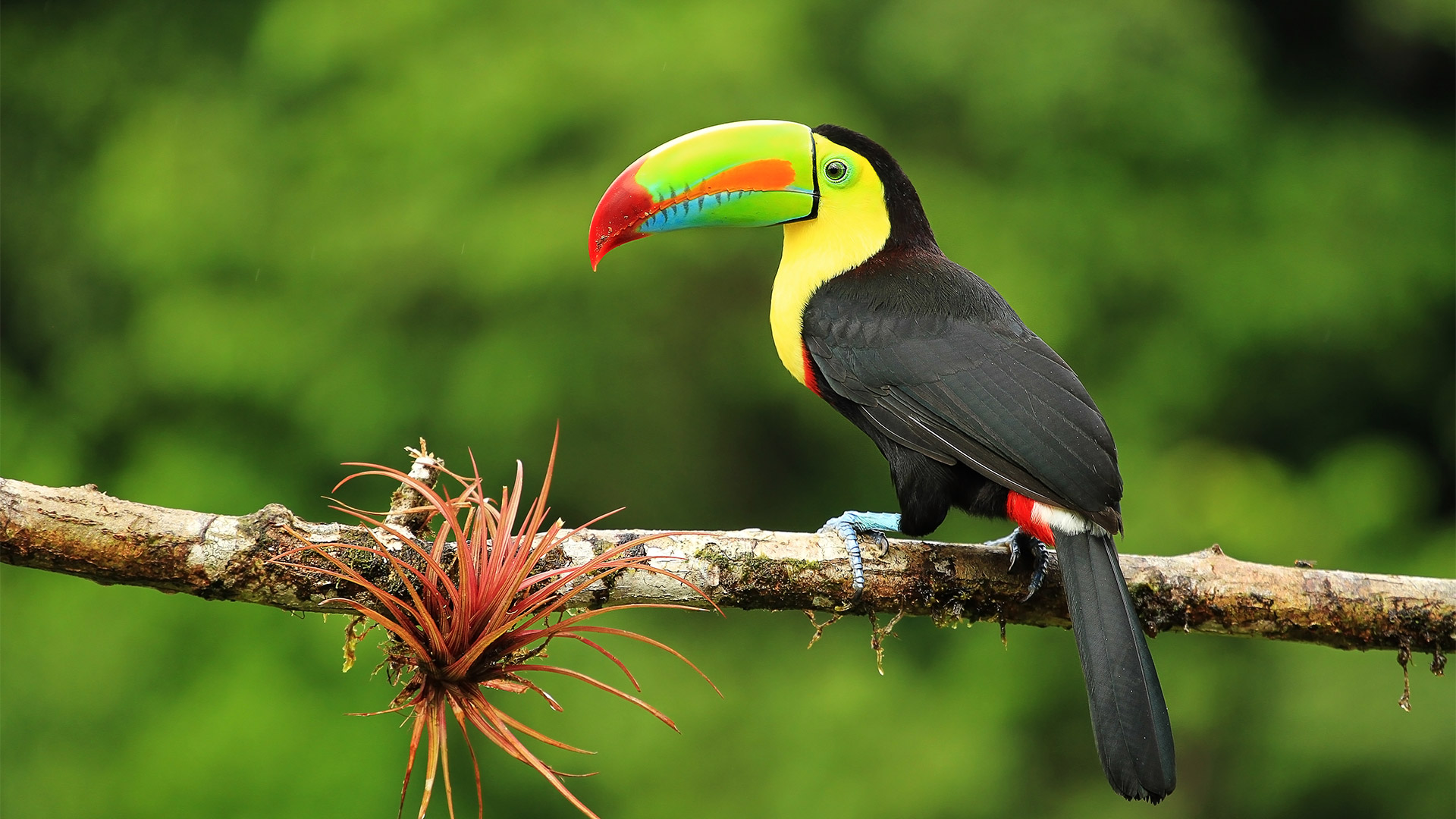 Costa Rica Paradise Expedition, 14 zile