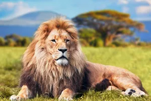 Share a Trip Tanzania - Charter Zanzibar & safari Saadani, 9 zile - februarie 2027