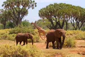 Sejur plaja Malindi si safari Tsavo Est, Charter Kenya, 9 zile - februarie