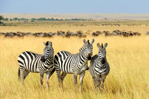 Share a Trip Kenya - Safari Tsavo & Diani Beach, 9 zile - ianuarie 2027