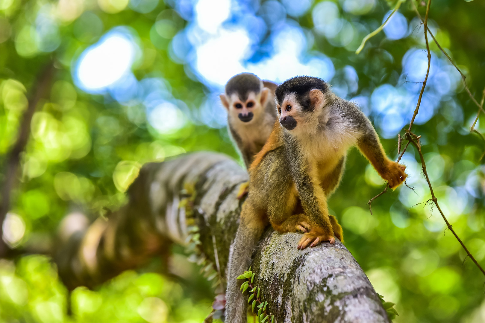 Wild Costa Rica, 13 zile