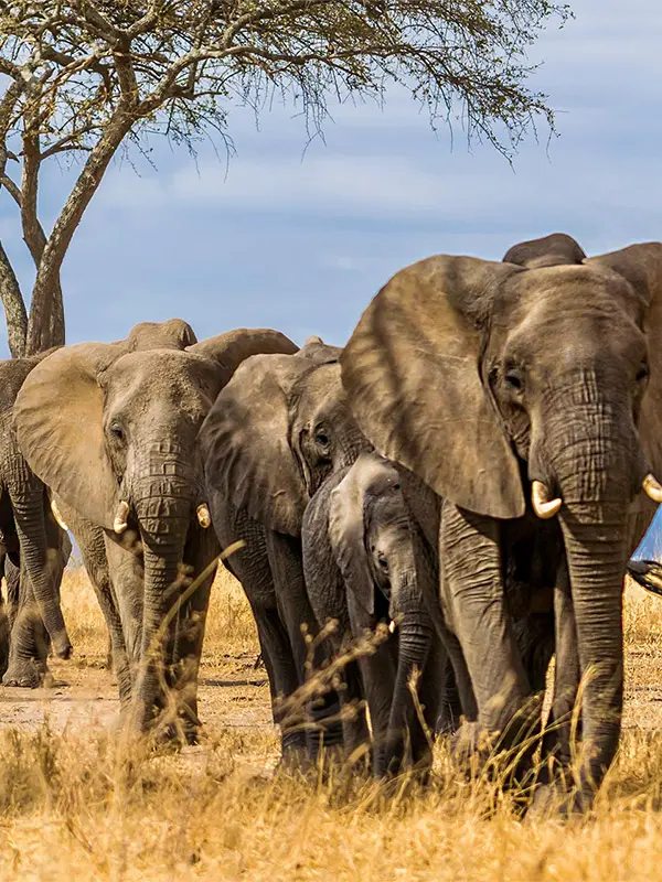 Suntem profesionisti