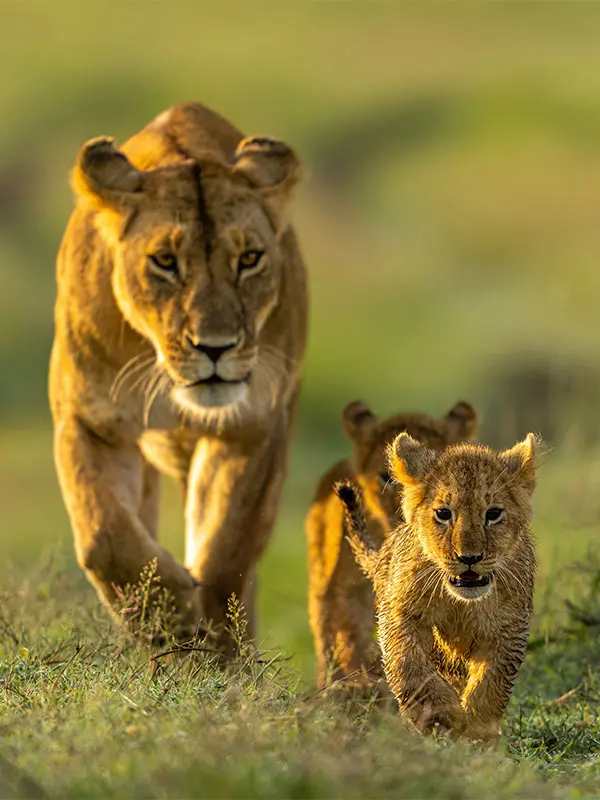 Punem siguranta ta pe primul plan